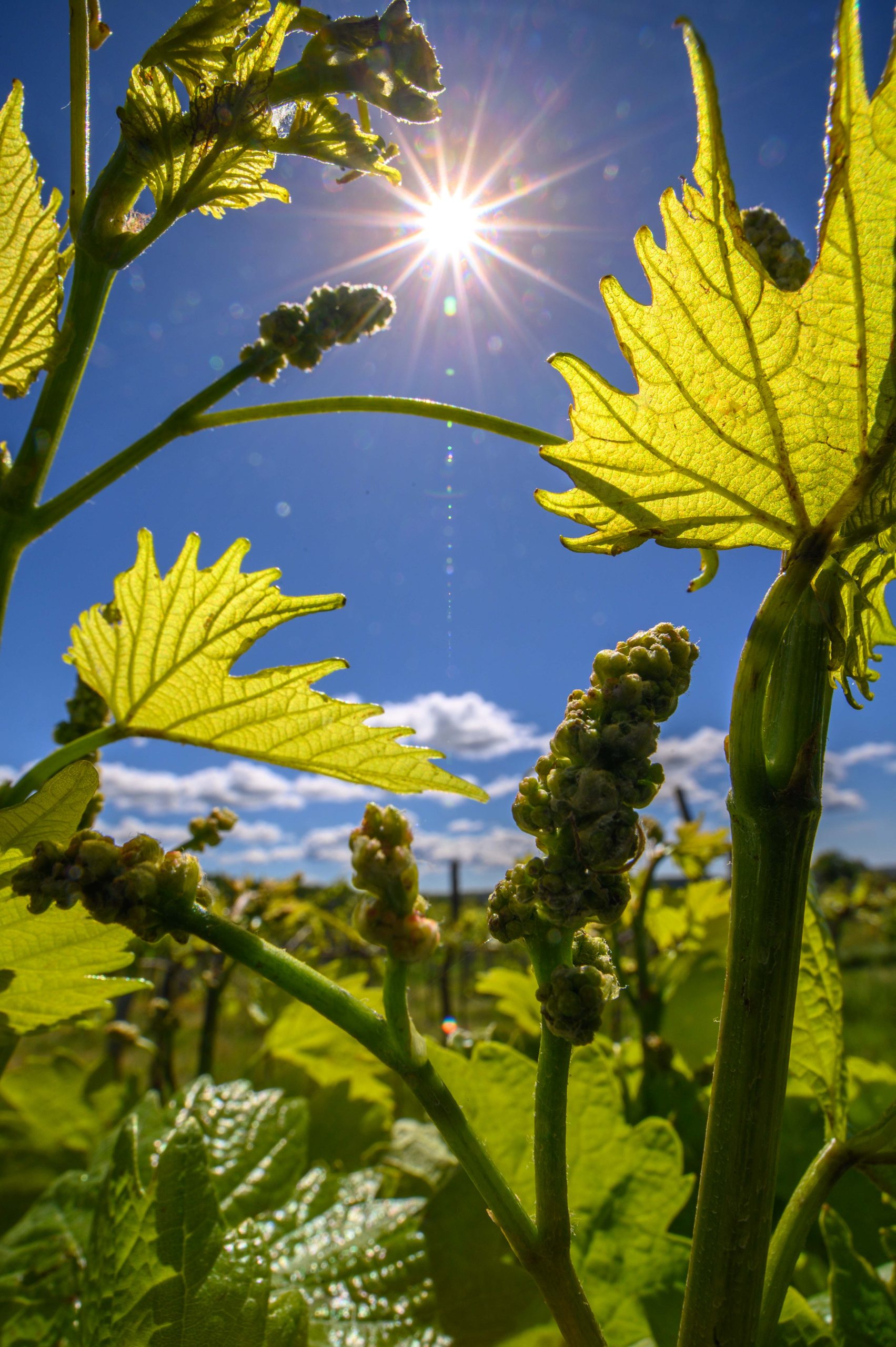 Pomlad v vinogradu Pucer z Vrha